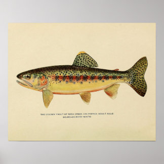 Affiche La truite d'or de Soda Creek, Californie