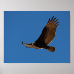 Affiche La Turquie Buzzard en vol