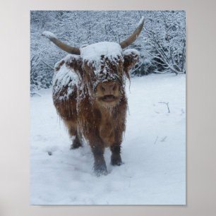 Affiche La vache des Highlands sur l'affiche de neige