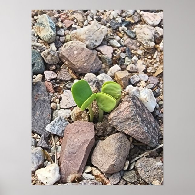 Affiche La vie dans les rochers Photo (Devant)