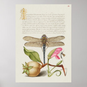 Affiche La vie du jardin, Libellule, Poire, Œillet et Inse