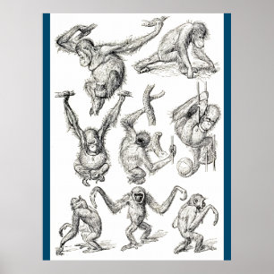 Affiche La vie d'un jeune Orangoutan