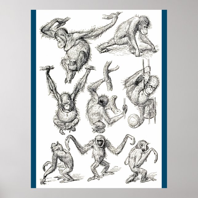 Affiche La vie d'un jeune Orangoutan (Devant)