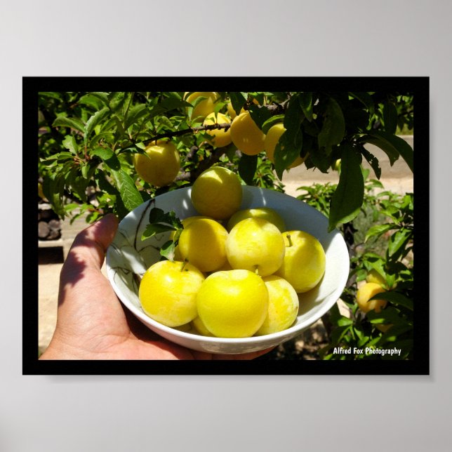 Affiche La vie est un bol de prunes (Devant)