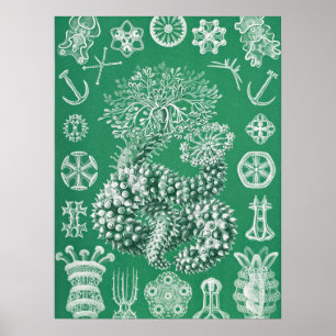 Affiche La vie marine Thuroidea Gurkensterne par Ernst Hae