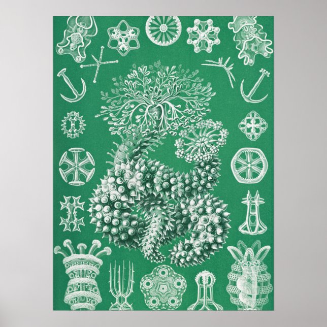 Affiche La vie marine Thuroidea Gurkensterne par Ernst Hae (Devant)