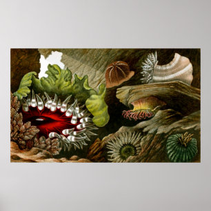 Affiche La vie sous-marine trois de Dix