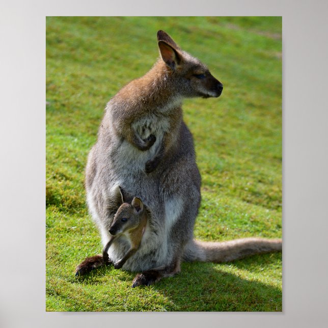 Affiche La wallaby à cou rouge et sa joie (Devant)