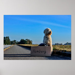Affiche Labradoodle
