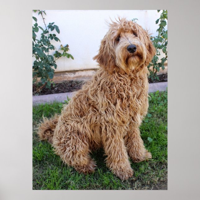 Affiche Labradoodle Chien chiot (Devant)