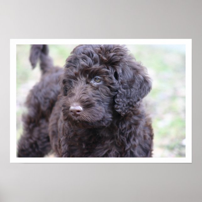 Affiche Labradoodle noir (Devant)