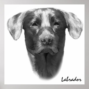 Affiche Labrador Chien classique