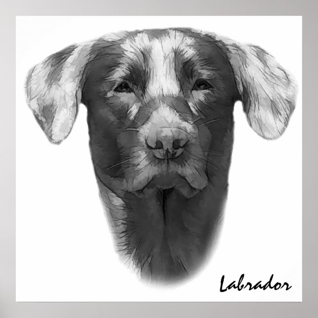 Affiche Labrador Chien classique (Devant)