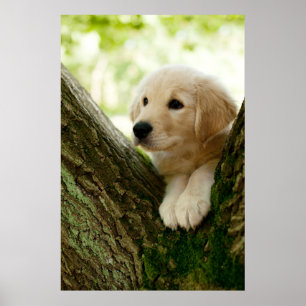 Affiche Labrador Chiot Assis Dans Un Cadre De Bois