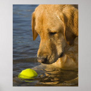 Affiche Labrador jaune avec de la balle de tennis dans