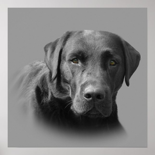 Affiche Labrador Retriever (Devant)