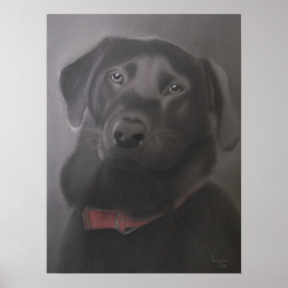 Affiche Labrador Retriever Beautiful