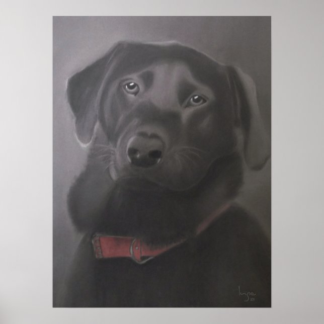 Affiche Labrador Retriever Beautiful (Devant)
