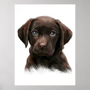 Affiche Labrador Retriever Chocolat