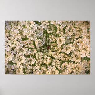 Affiche Lace de la Reine Anne,