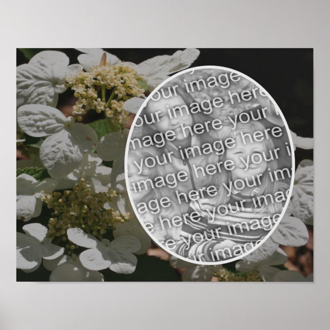 Affiche Lacecap Fleur Hydrangea Créez votre propre photo (Devant)