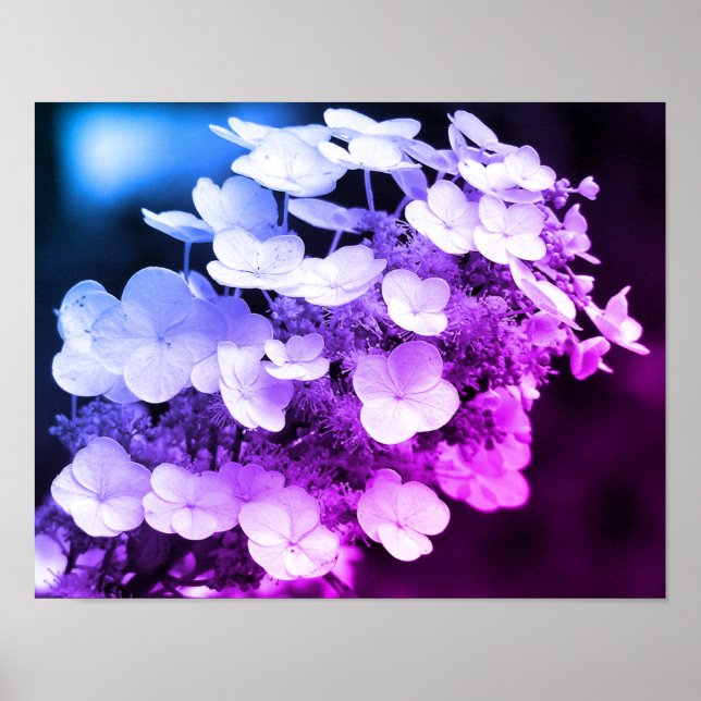 Affiche Lacecap Hydrangea Couleur Noir Et Blanc Tint (Devant)