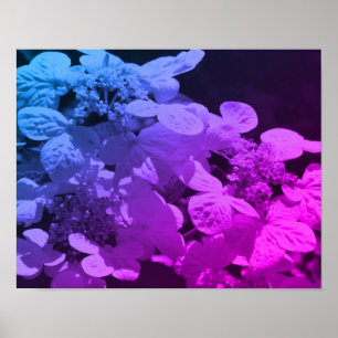 Affiche Lacecap Hydrangea Fleur Noir Et Blanc Tinté