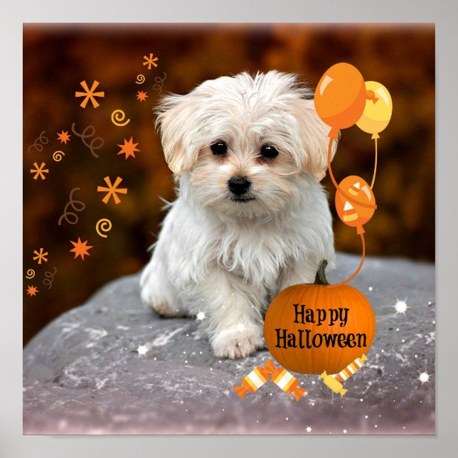 Affiche L'adorable chiot maltais célèbre Halloween (Devant)