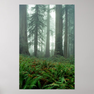 Affiche Lady Bird Johnson Grove