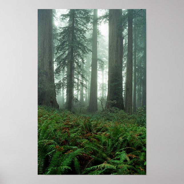 Affiche Lady Bird Johnson Grove (Devant)