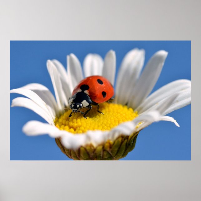 Affiche Lady bug on daisy (Devant)