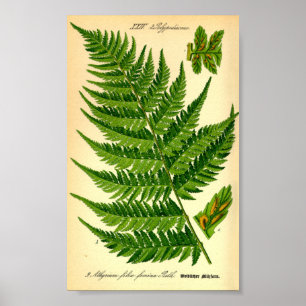Affiche Lady Fern (Athyrium filix-femina)