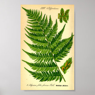 Affiche Lady Fern (Athyrium filix-femina)