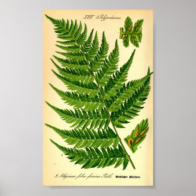 Affiche Lady Fern (Athyrium filix-femina) (Devant)