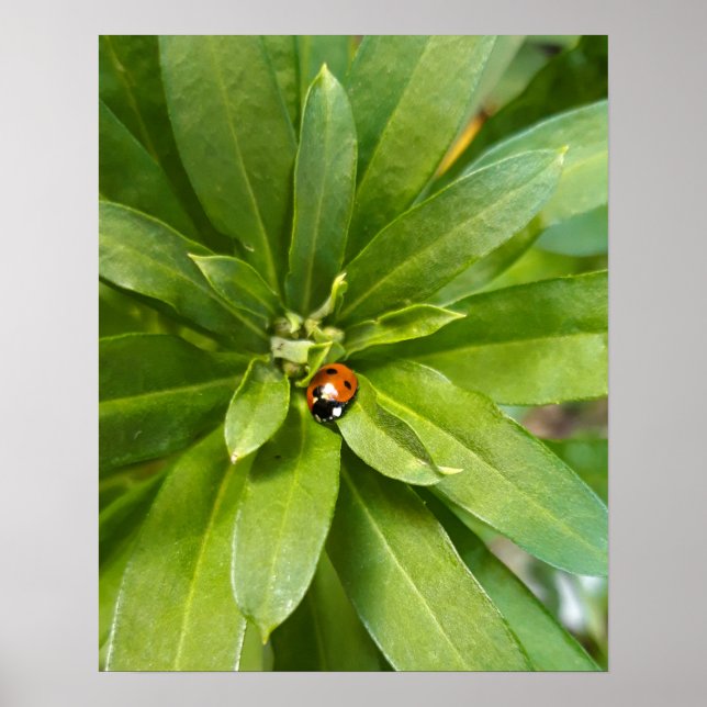 Affiche Ladybug (Devant)