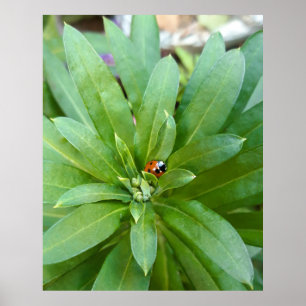 Affiche Ladybug
