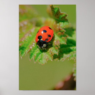 Affiche Ladybug