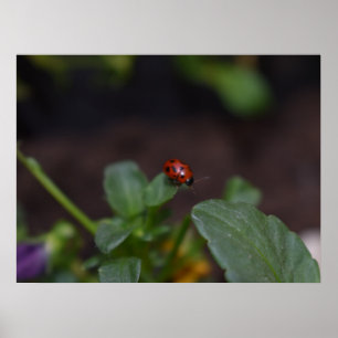 Affiche Ladybug