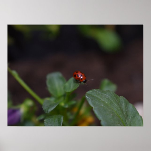 Affiche Ladybug (Devant)