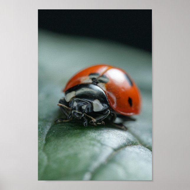 Affiche Ladybug (Devant)