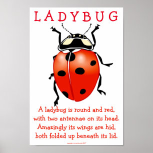 Affiche Ladybug