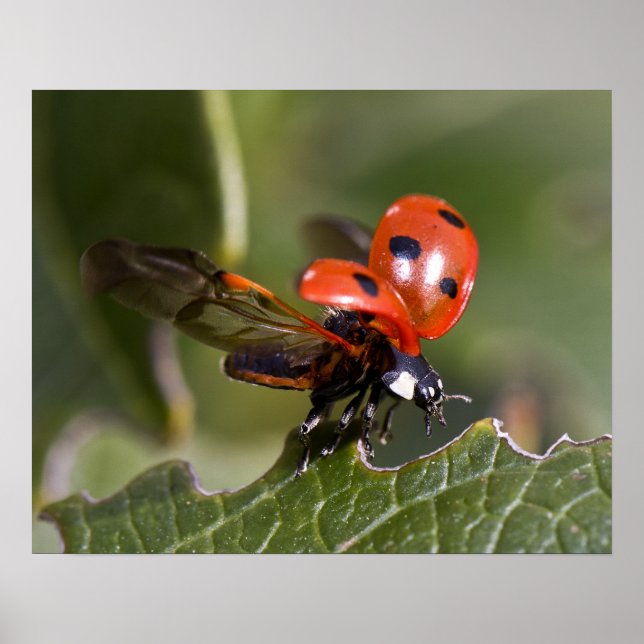 Affiche Ladybug (Devant)