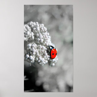 Affiche Ladybug - B&W