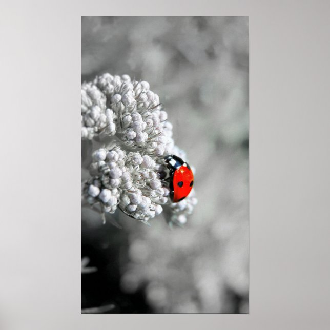 Affiche Ladybug - B&W (Devant)