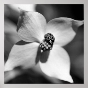 Affiche Ladybug Sur Fleur De Dogwood Noir Et Blanc