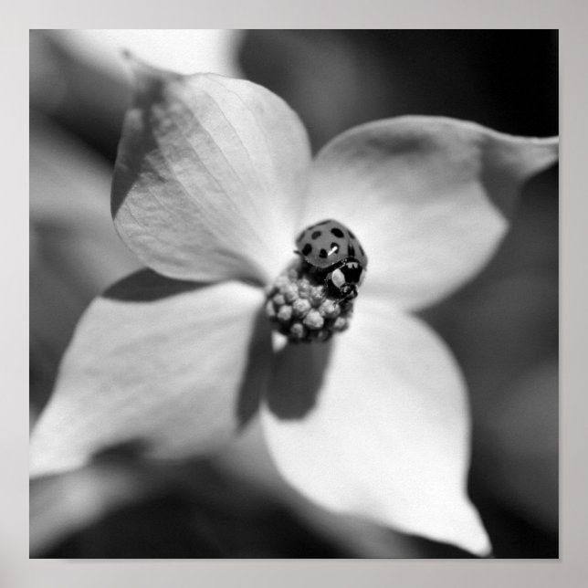 Affiche Ladybug Sur Fleur De Dogwood Noir Et Blanc (Devant)