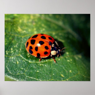 Affiche Ladybug sur la feuille gros