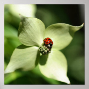 Affiche Ladybug Sur La Fleur De Dogwood Blanc Fermer