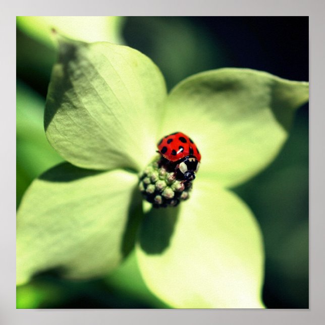 Affiche Ladybug Sur La Fleur De Dogwood Blanc Fermer (Devant)