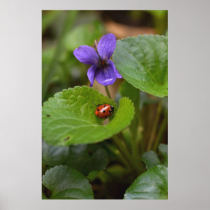 Affiche Ladybug sur les fleurs de violet doux